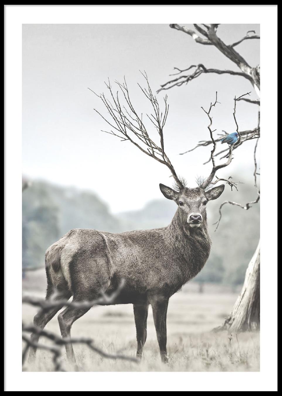 deer poster