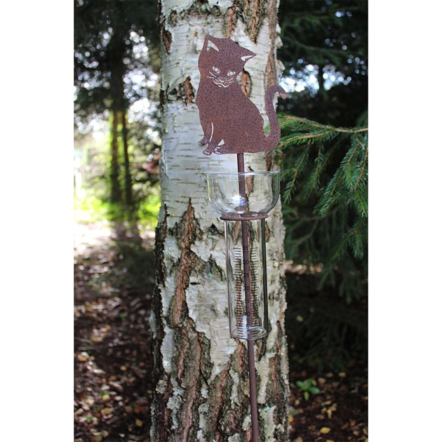 Regnmätare katt, tussie 2