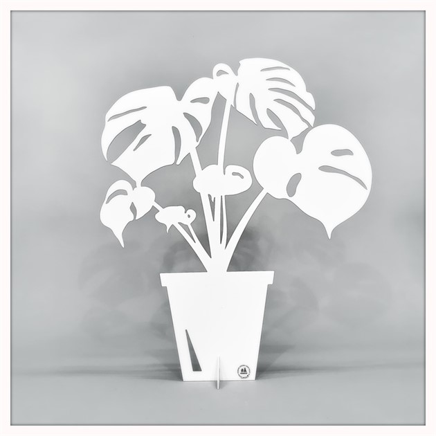 monstera liten vit